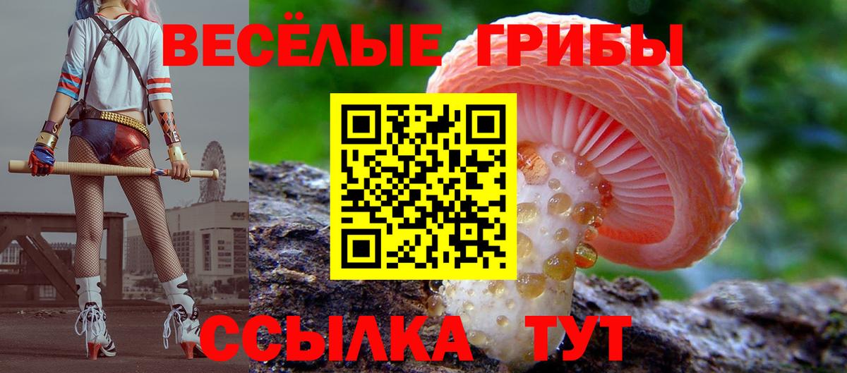 Псилоцибиновые грибы Cubensis Котовск